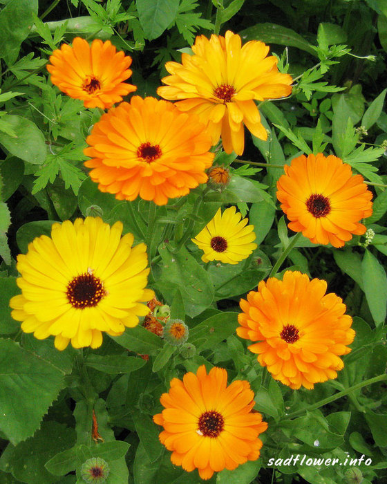 calendula (560x700, 147Kb)