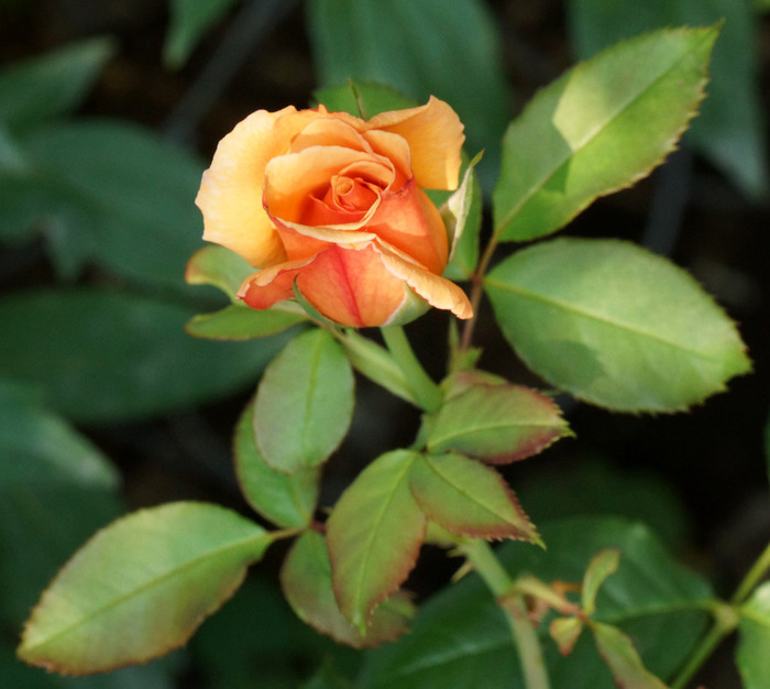 002_edited-1 (700x626, 102Kb)