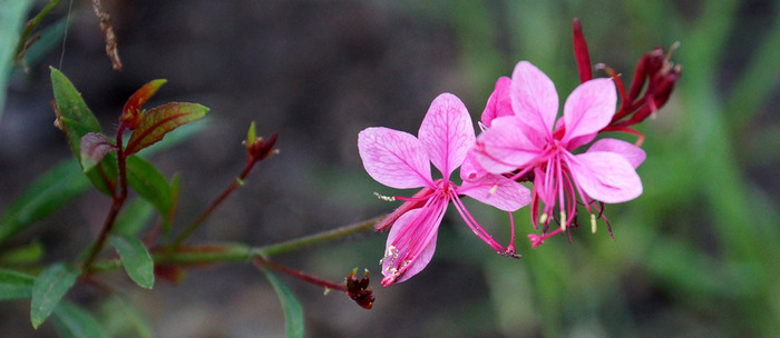 009_edited-1 (700x304, 65Kb)