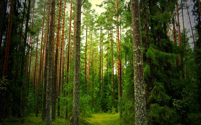 лес 10 (700x437, 487Kb)