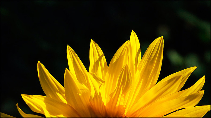   /3673959_1 (700x393, 76Kb)