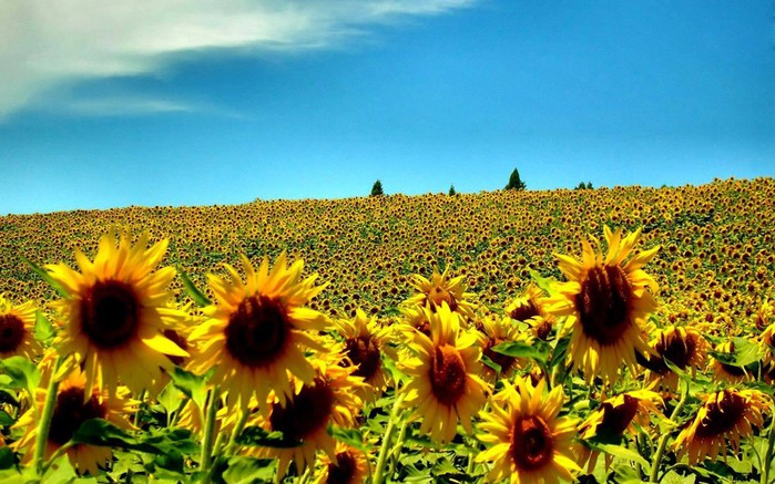 Sunflower-Field-HD (900x637, 120Kb)