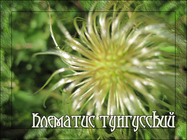 0_b09ce_80919433_orig  (650x488, 406Kb)