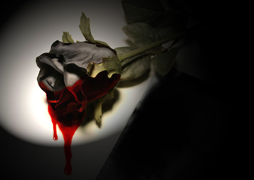 Bleeding Black Rose (500x354, 41Kb)