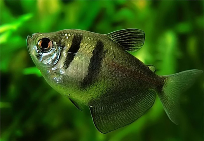 aquarium_fish_05 (700x485, 88Kb)