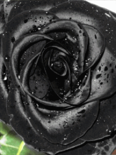 0_3bb28_ca000c9c_L (240x320, 624Kb)