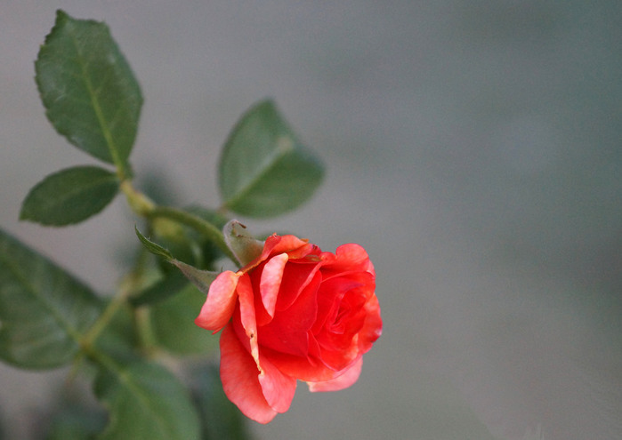 019_edited-2 (700x495, 65Kb)