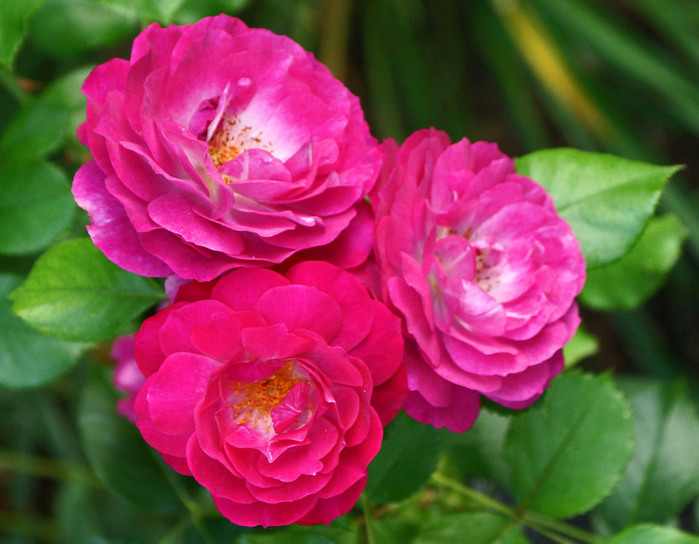 004_edited-2 (700x544, 113Kb)