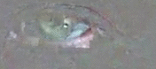 18172349t4lpAVmW (176x78, 95Kb)