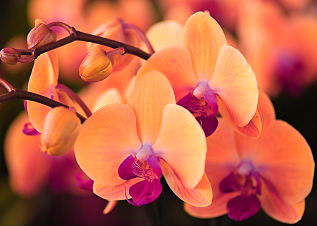 115554518_Orchids_08_opt  (317x226, 19Kb)