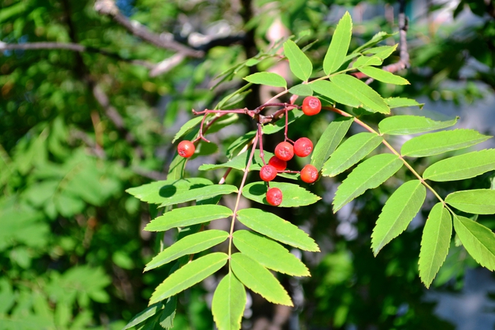 _DSC2403 (700x466, 261Kb)
