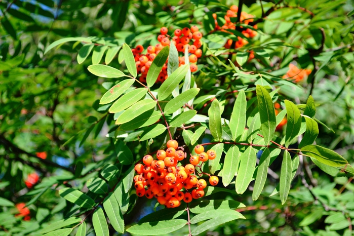 _DSC2406 (700x466, 312Kb)