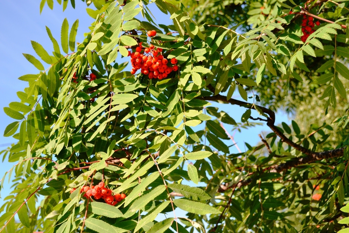 _DSC2407 (700x466, 358Kb)