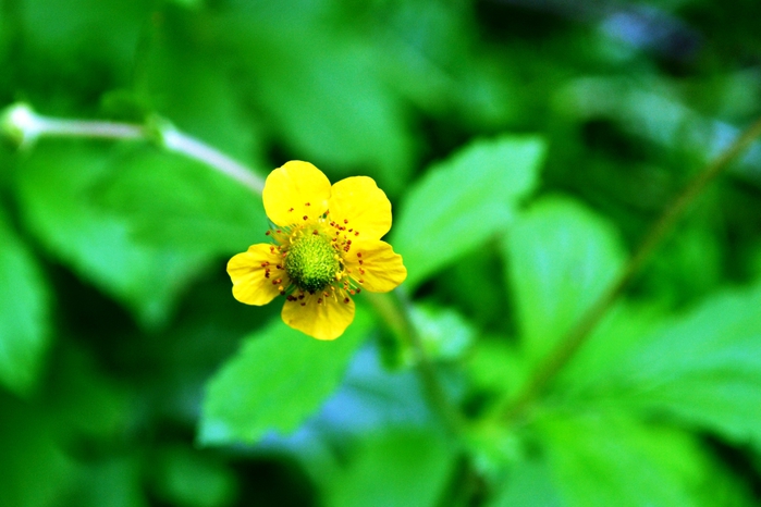_DSC2328 (700x466, 207Kb)