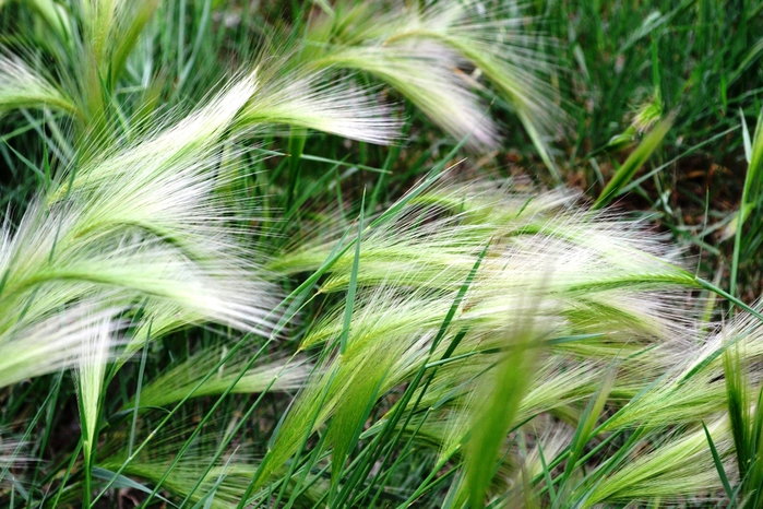 _DSC2333 (700x466, 316Kb)