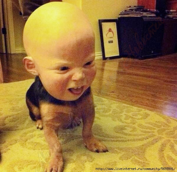 1408686895_sKjnnfDGXfo (600x582, 178Kb)