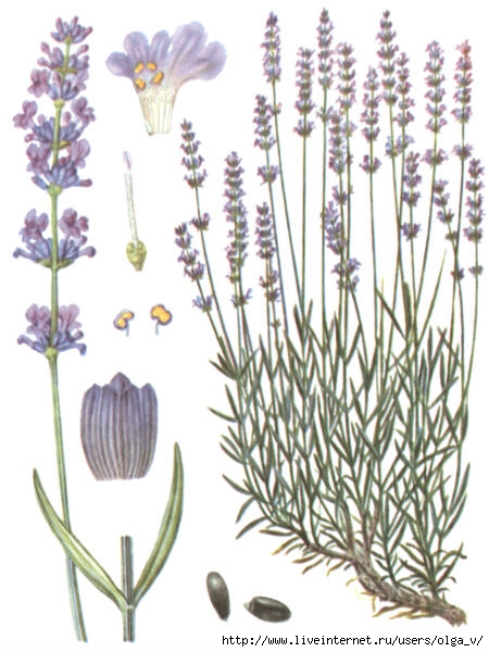 lavanda (450x600, 170Kb)