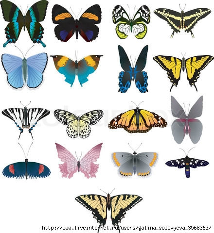 2570699-511742-collection-of-vector-images-of-beautiful-butterflies (440x480, 140Kb)