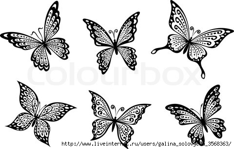 4912426-587962-beautiful-butterflies-insects (480x307, 91Kb)