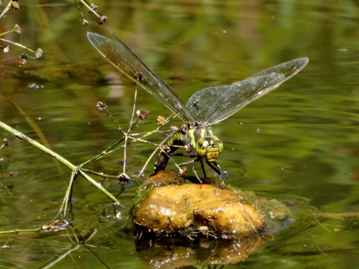 5559494_DSC04674 (700x525, 281Kb)