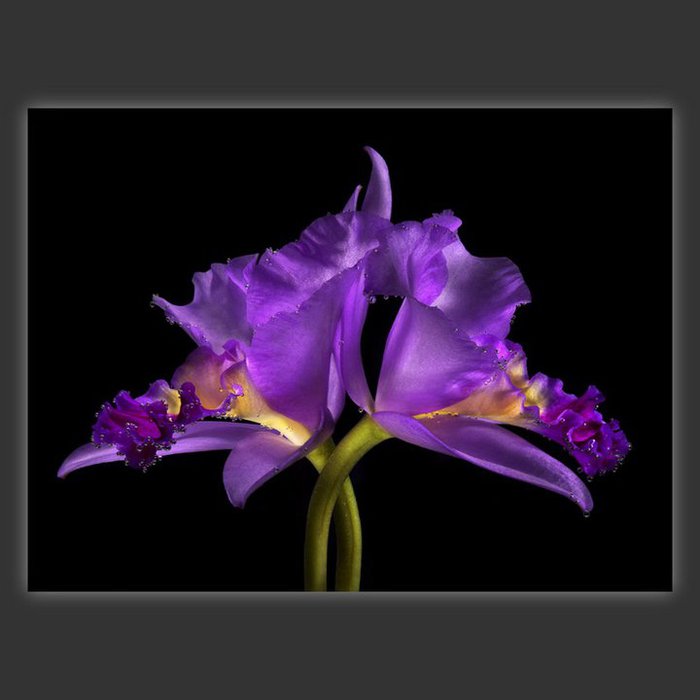 purple-flowers-17 (700x700, 38Kb)