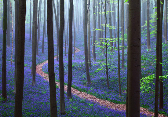     (Hallerbos),  -   Kilian Schönberger./5699641_28VDPKNPVG11 (550x383, 420Kb)