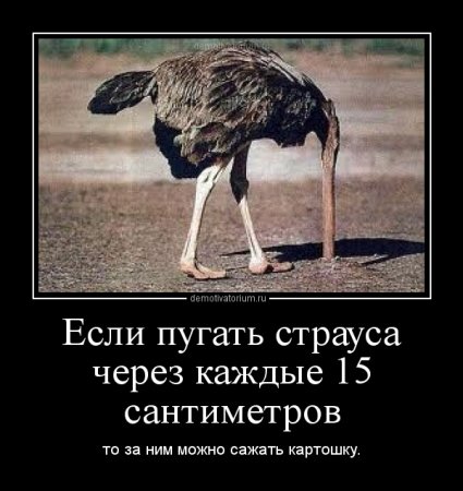 http://img0.liveinternet.ru/images/attach/c/11/115/955/115955350_3821971_strays7890.jpg