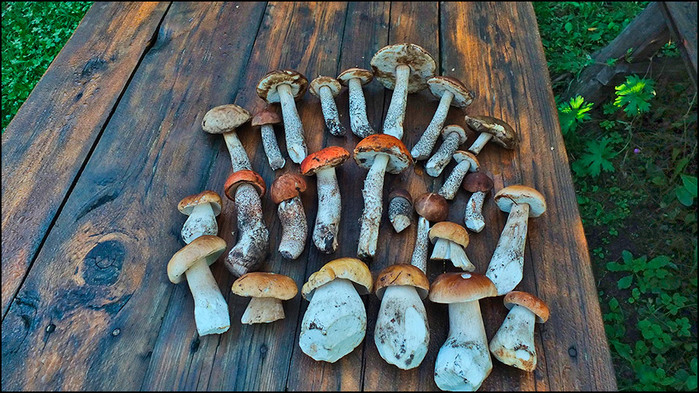 3673959_8 (700x393, 166Kb)