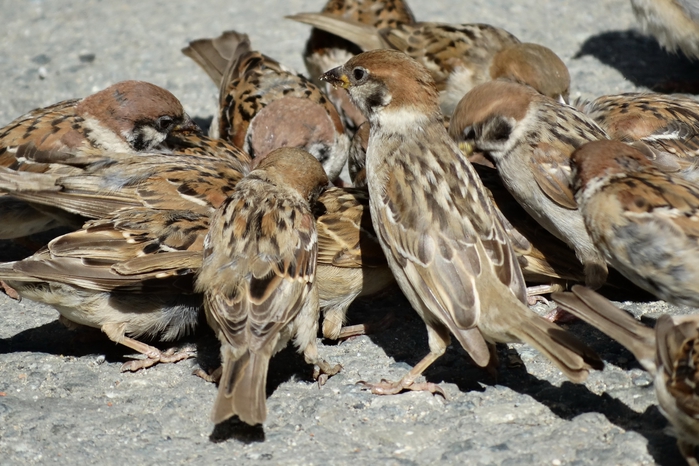 5559494_DSC05155 (700x466, 281Kb)