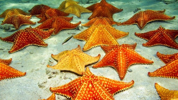 3623822_starfishonasandyocean (615x345, 100Kb)