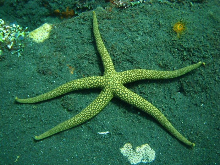 3623822_starfish_green_ultracool (700x525, 376Kb)