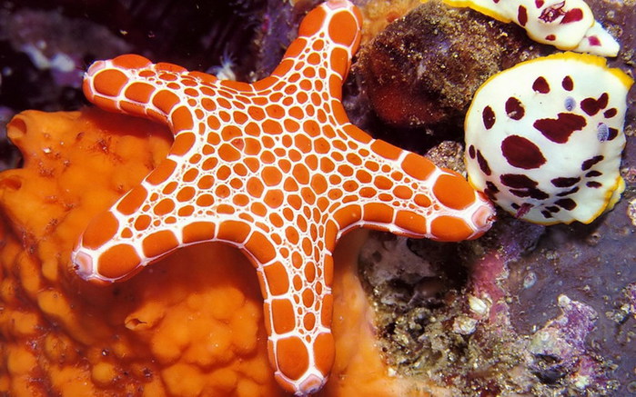 3623822_starfish_reallycool (700x437, 122Kb)