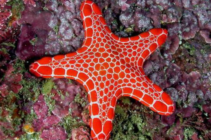 3623822_Starfish1 (700x466, 136Kb)