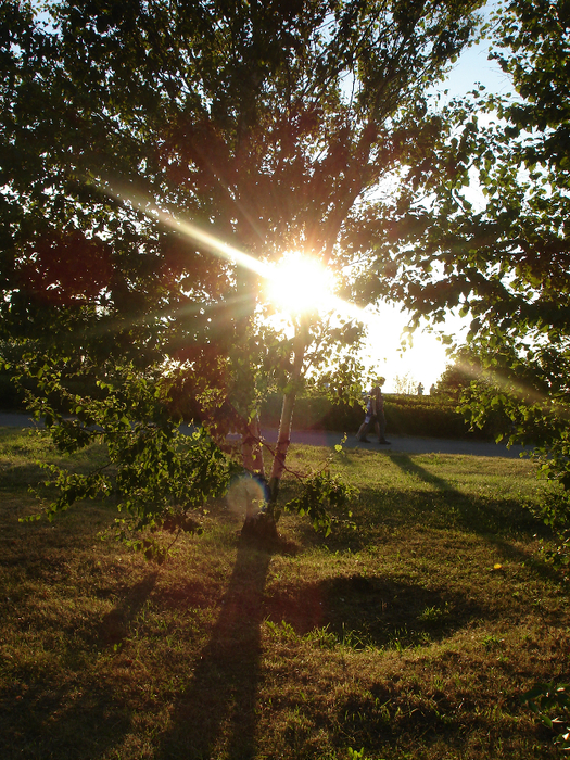 DSC08554 (525x700, 686Kb)