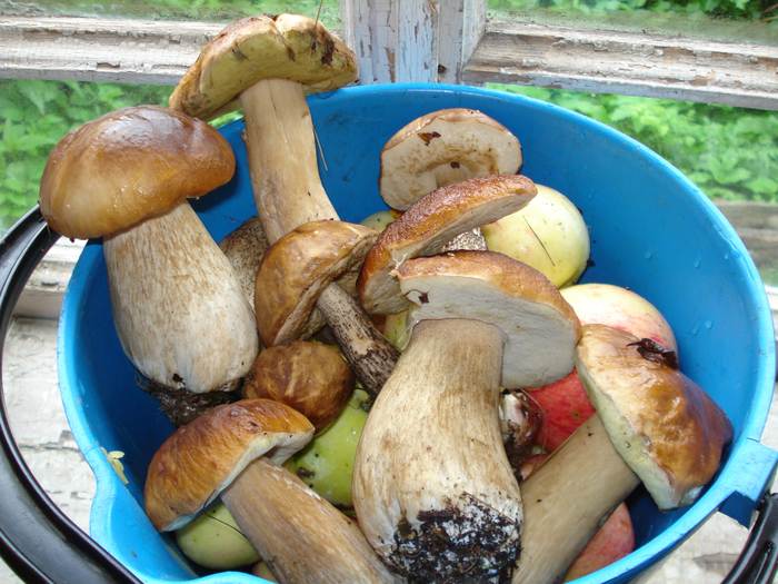 DSC01596 (700x525, 567Kb)