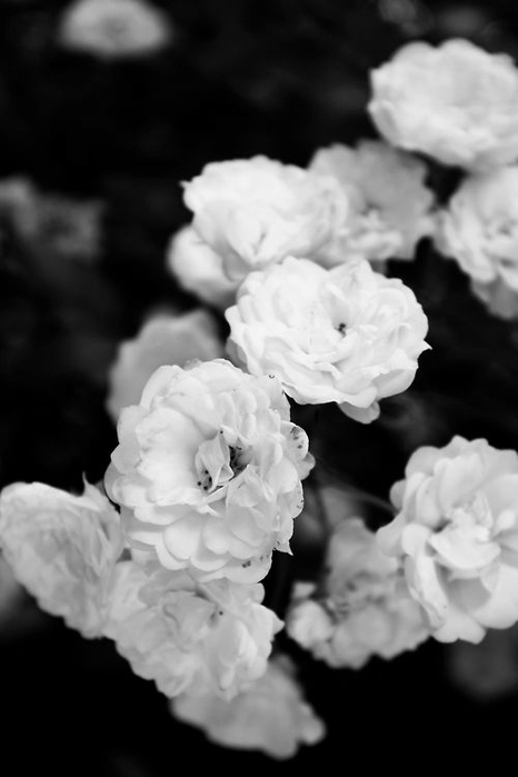 tumblr_mwbi2vN8yR1r89gcuo1_500 (466x700, 109Kb)