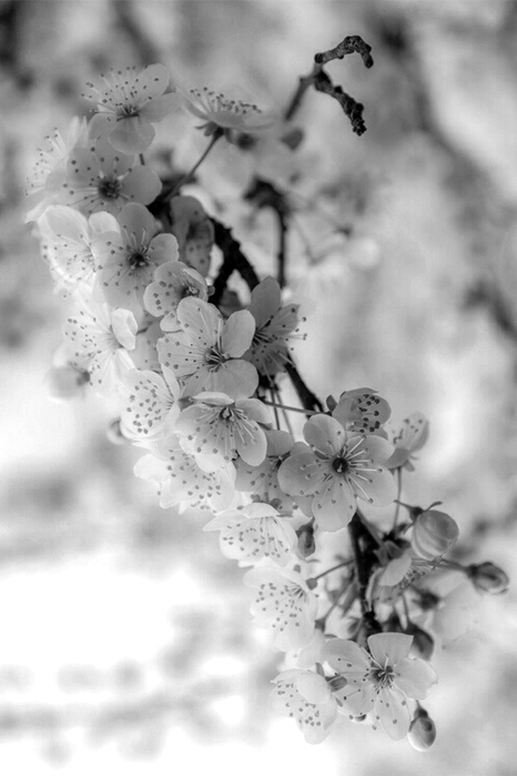 tumblr_na5rmzwkSv1rw2rhoo1_500 (466x700, 151Kb)