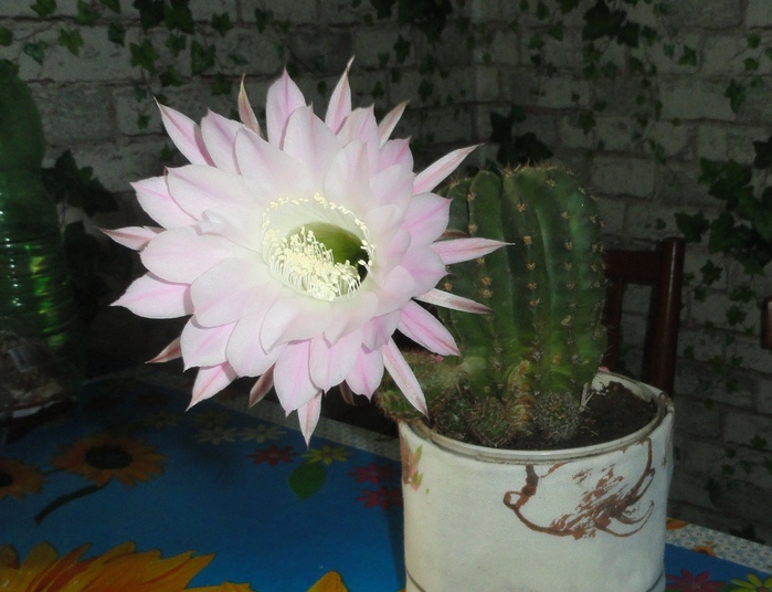 DSC01538 (700x536, 133Kb)