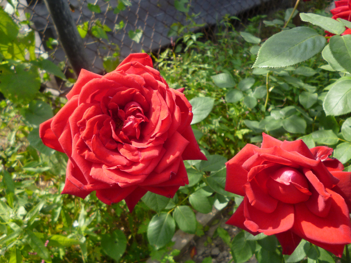 P1020239 (700x525, 543Kb)