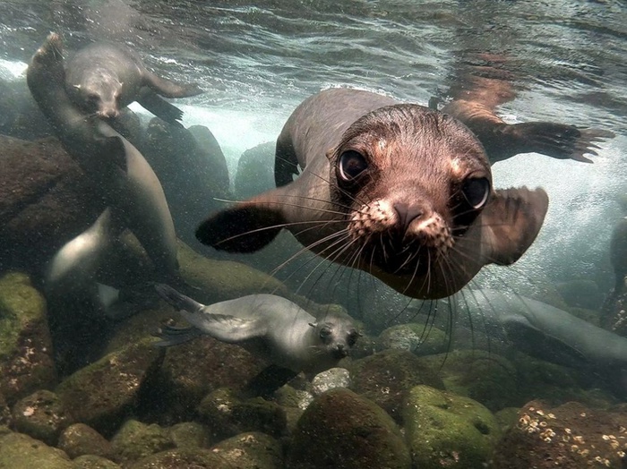 8270310-R3L8T8D-1000-sea-lions-galapagos-islands_82060_990x742 (900x724, 162Kb)