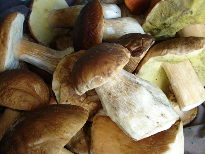 DSC01609 (700x525, 505Kb)