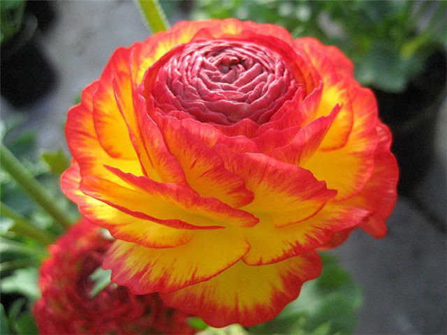цветы 5 (640x480, 262Kb)