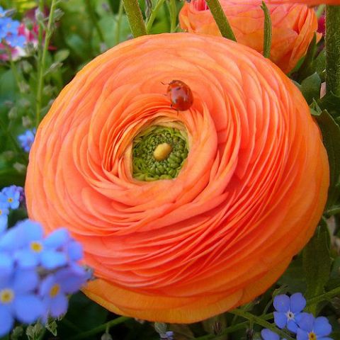 1 (480x480, 43Kb)