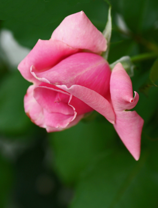 002_edited-2 (532x700, 64Kb)