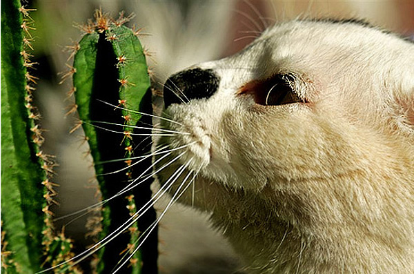 cat_cactus_2 (600x397, 116Kb)
