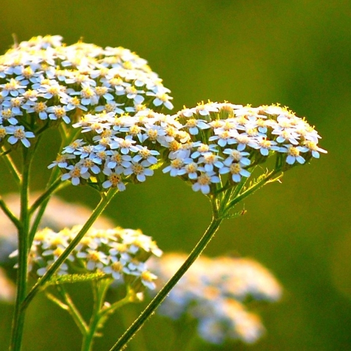 1265095_3415385_1282171386_achillea1 (700x700, 305Kb)