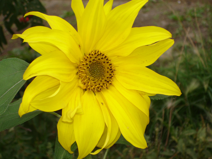 DSC08920 (700x525, 423Kb)