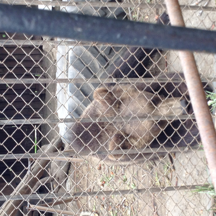 IMG_0882 (700x700, 554Kb)