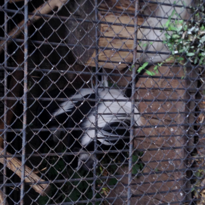 IMG_0901 (700x700, 538Kb)