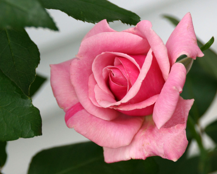 003_edited-2 (700x563, 92Kb)